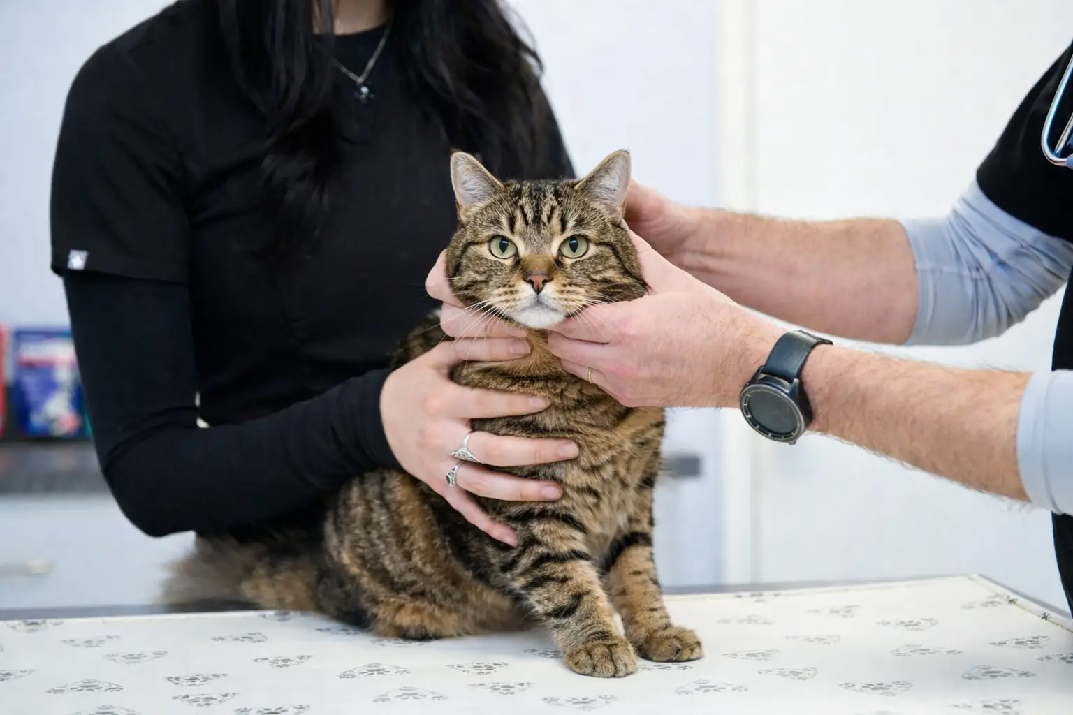 Brown tabby cat being examined during a wellness exam at Ridgewood Animal Hospital in Forest, Virginia