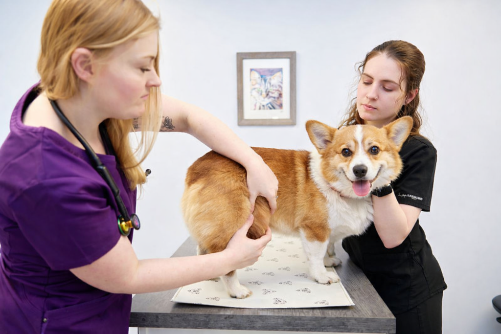 Corgi standing on an exam table during a wellness visit at Ridgewood Animal Hospital in Forest, Virginia
