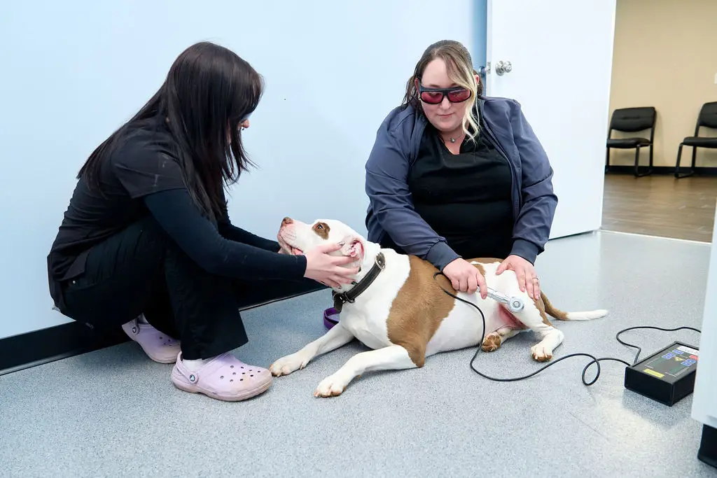 Dog relaxing on the floor during a therapeutic laser treatment at Ridgewood Animal Hospital in Forest, Virginia