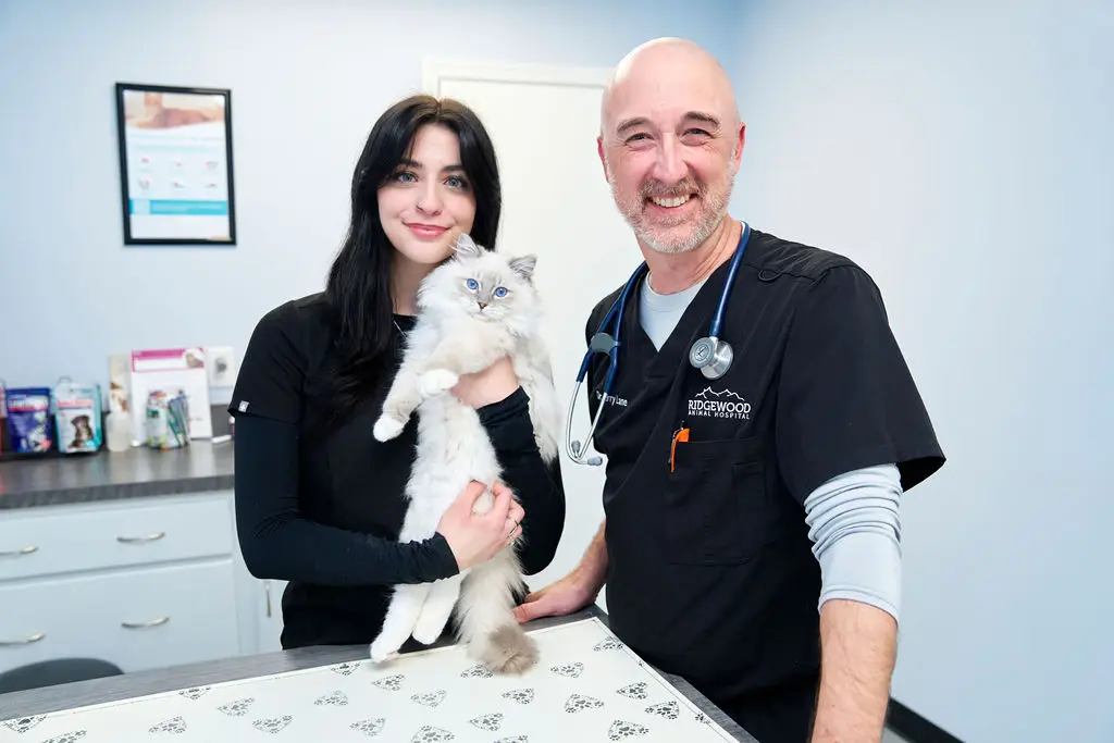 Cat being held during a veterinary visit at Ridgewood Animal Hospital in Forest, Virginia