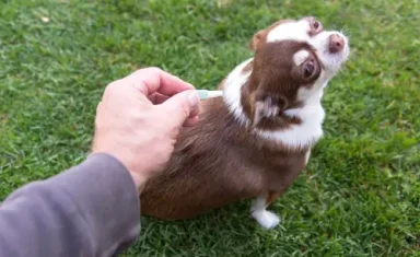 shutterstock_1186425145